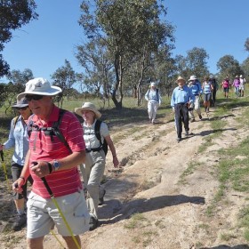 Fadden Pines Wanniassa Hills NR Isaacs Pines Farrer 2018 12 20