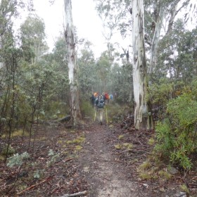 Nursery Swamp, 6 November 2018