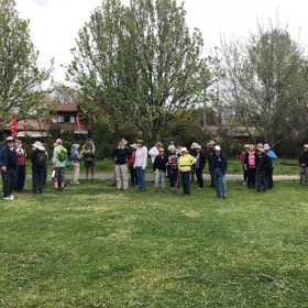 Yarralumla blossoms, 3 October 2018