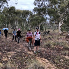 Gungaderra Grassland Nature Reserve Gungahlin, 24 March 2019