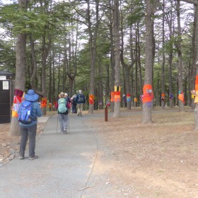 Himalayan cedar Forest National Arboretum, 4 July 2019