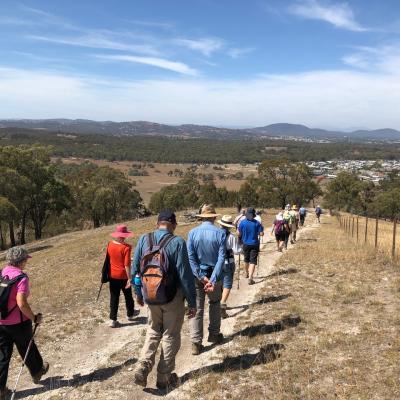 Mulligans Flat North 8 March 2019 Singleton IMG 2924