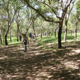 Cork Oaks, 20 March 2020