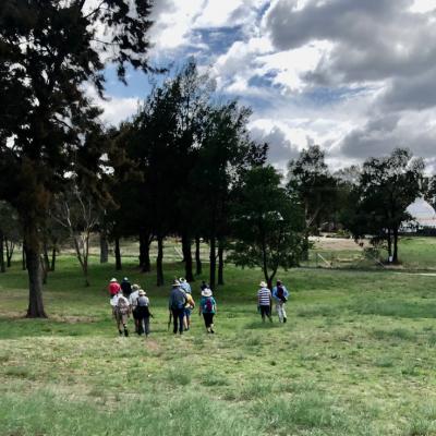 Kambah 26 February 2020 Singleton IMG 9268