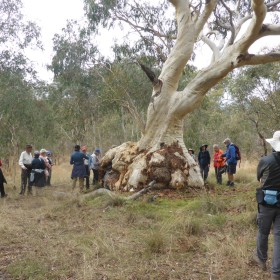 Gungaderra Grassland, 19 March 2021