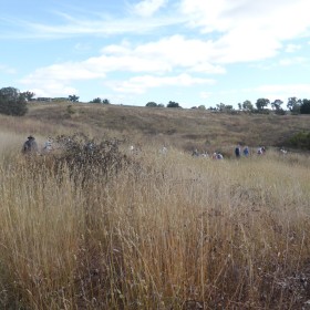 Molonglo Woodland Track, 3 February 2021