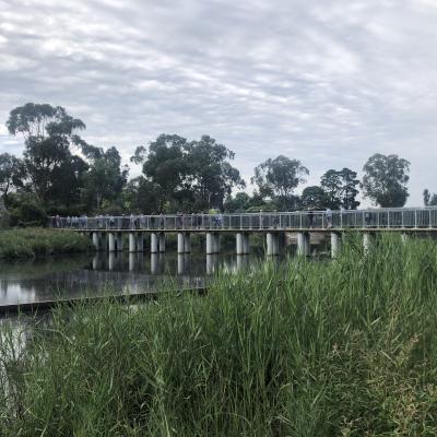 Lyneham Wetland 1 February 2022