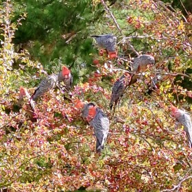 Narrabundah Hill, 4 March 2025